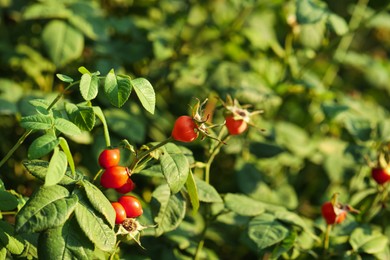 Photo of Rose hip bush with ripe red berries in garden