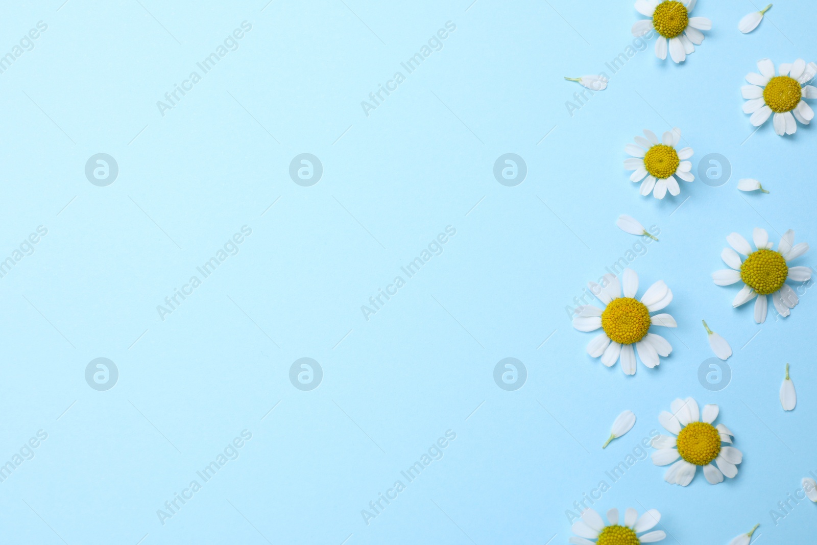 Photo of Beautiful chamomile flowers on light blue background, flat lay. Space for text