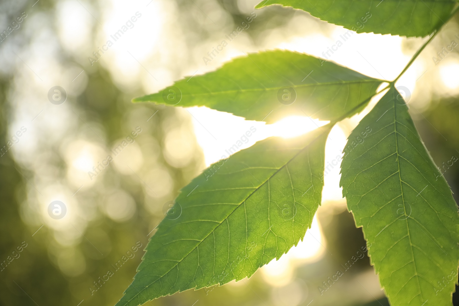 Photo of Closeup view of ash tree with young fresh green leaves outdoors on spring day