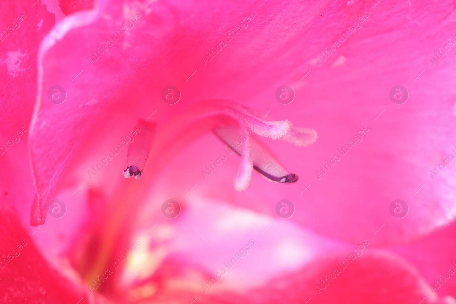 Photo of Beautiful pink Gladiolus flower as background, macro view