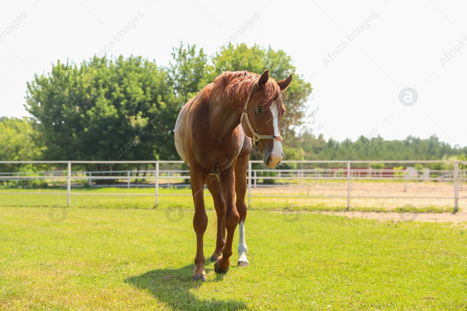 Photo of Chestnut horse in paddock on sunny day. Beautiful pet