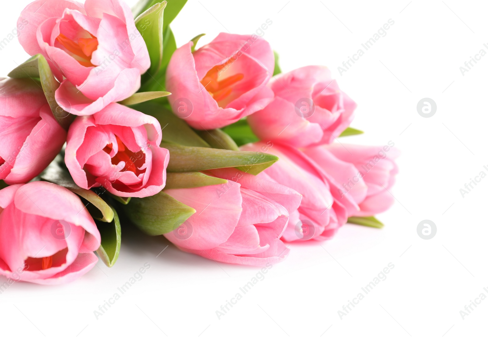 Photo of Beautiful spring tulips on white background, closeup. International Women's Day