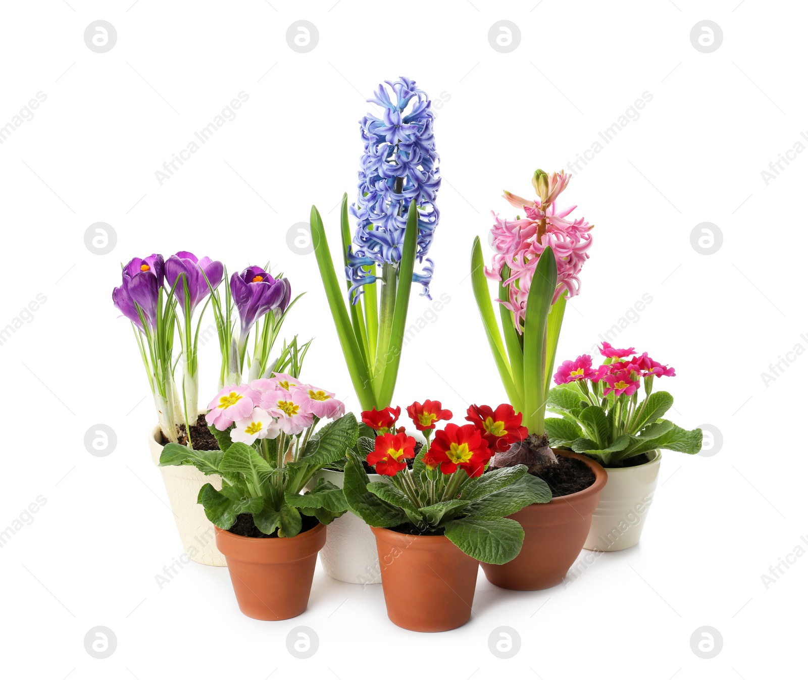 Photo of Different beautiful potted flowers on white background