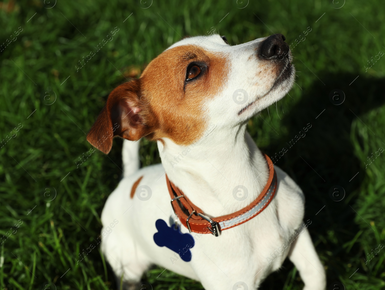 Photo of Beautiful Jack Russell Terrier in dog collar with metal tag on green grass outdoors