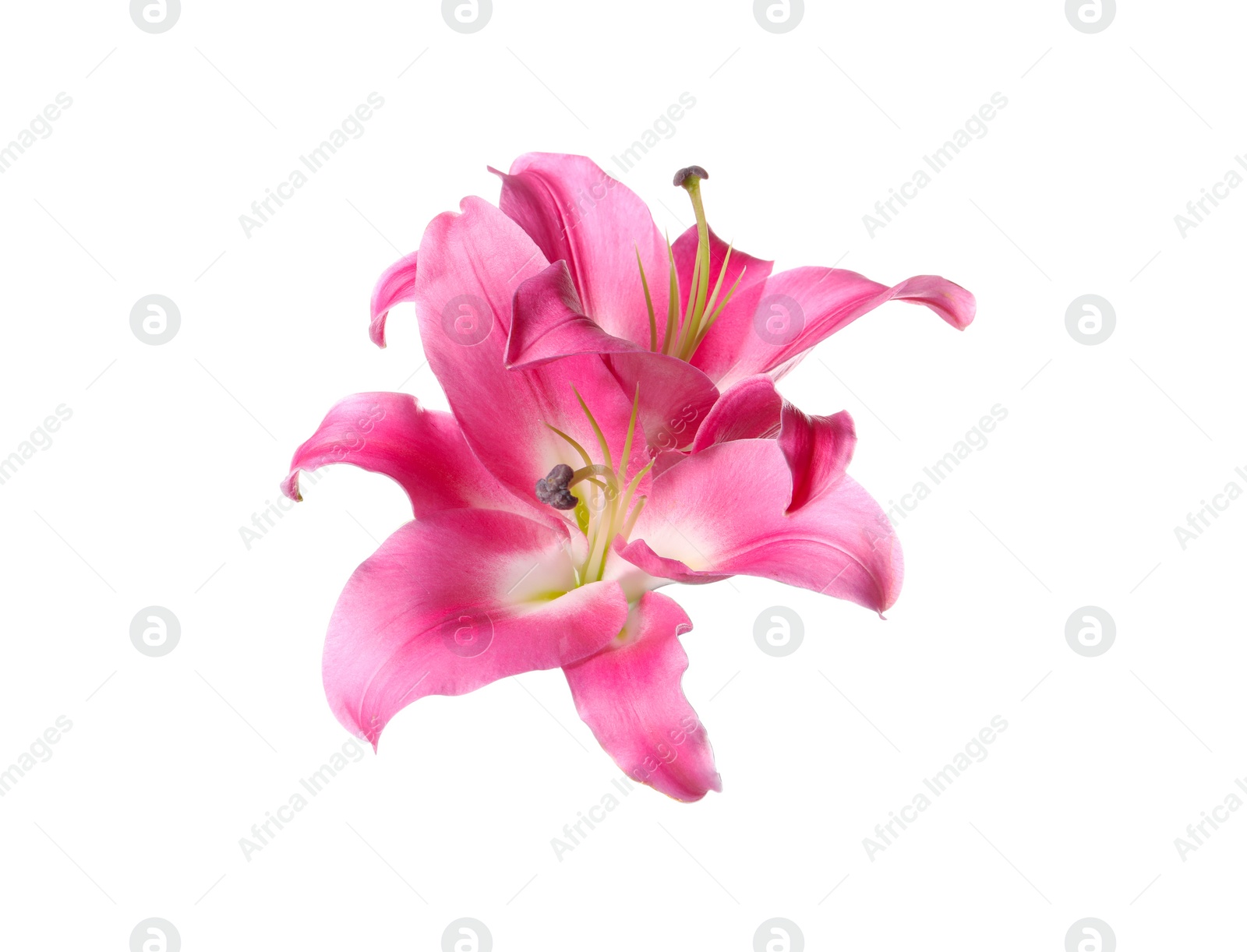 Photo of Beautiful pink lily flowers isolated on white