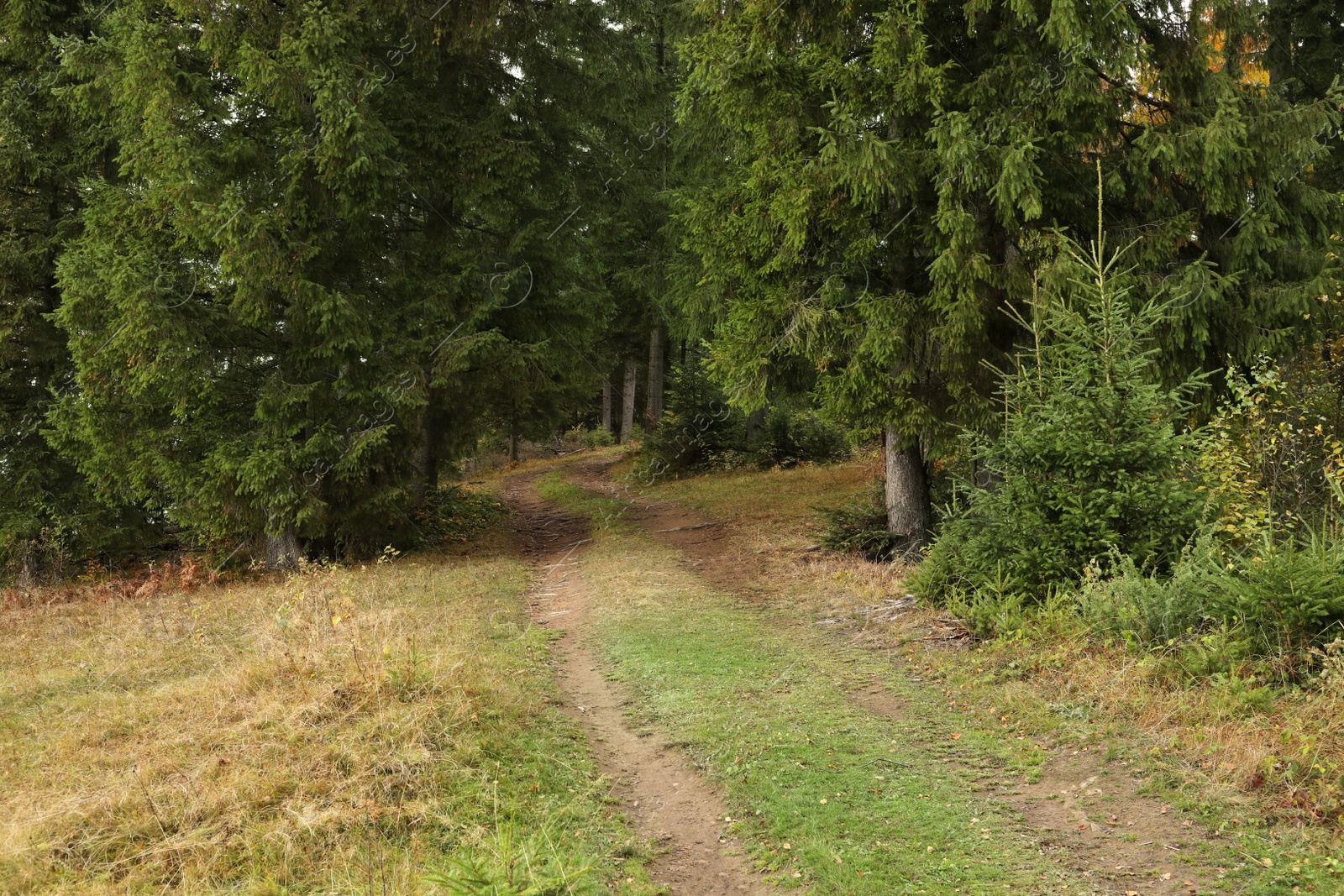 Photo of Beautiful view of pathway leading to forest in autumn