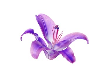 Amazing violet lily flower isolated on white