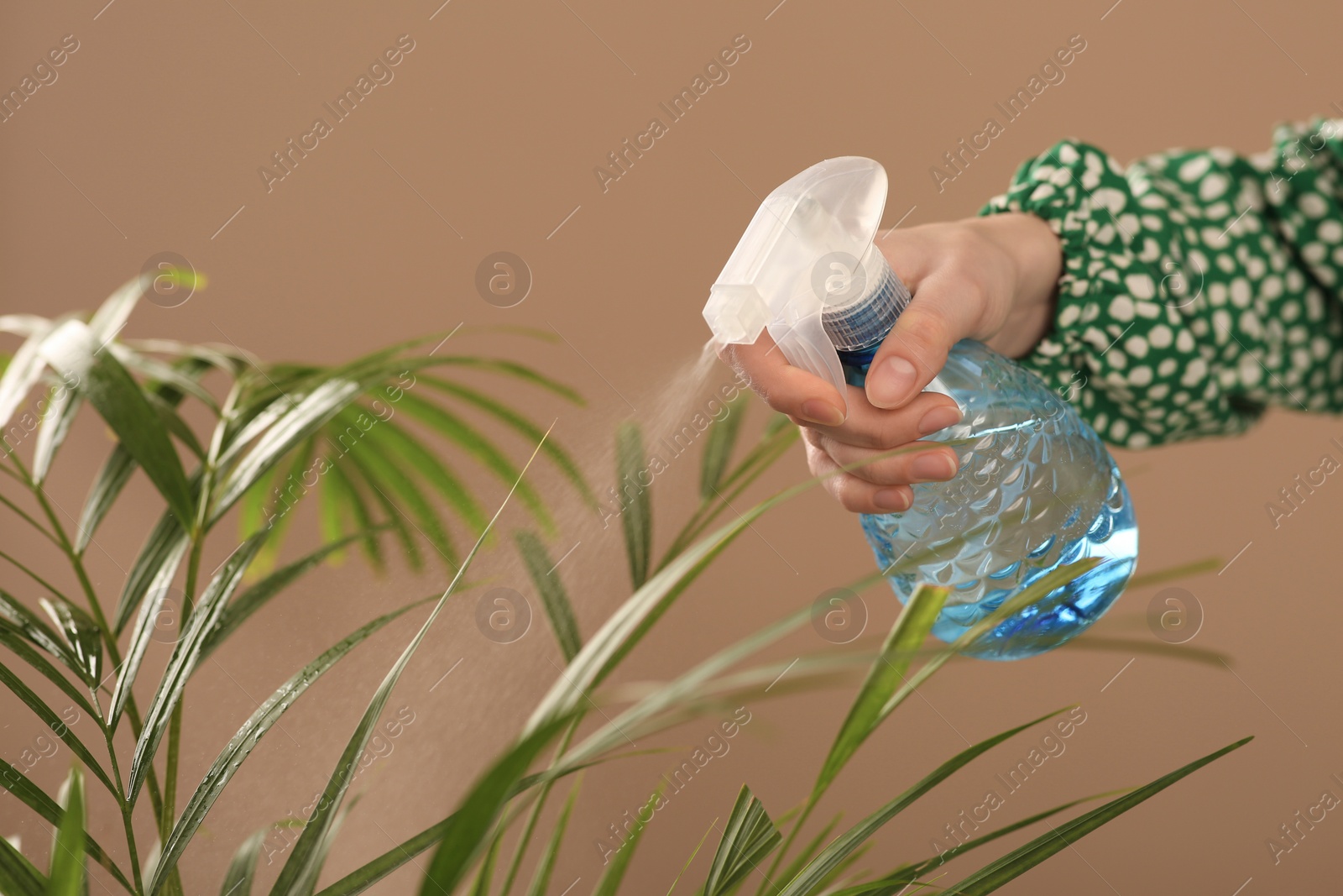 Photo of Woman spraying water onto houseplant against pale brown wall, closeup