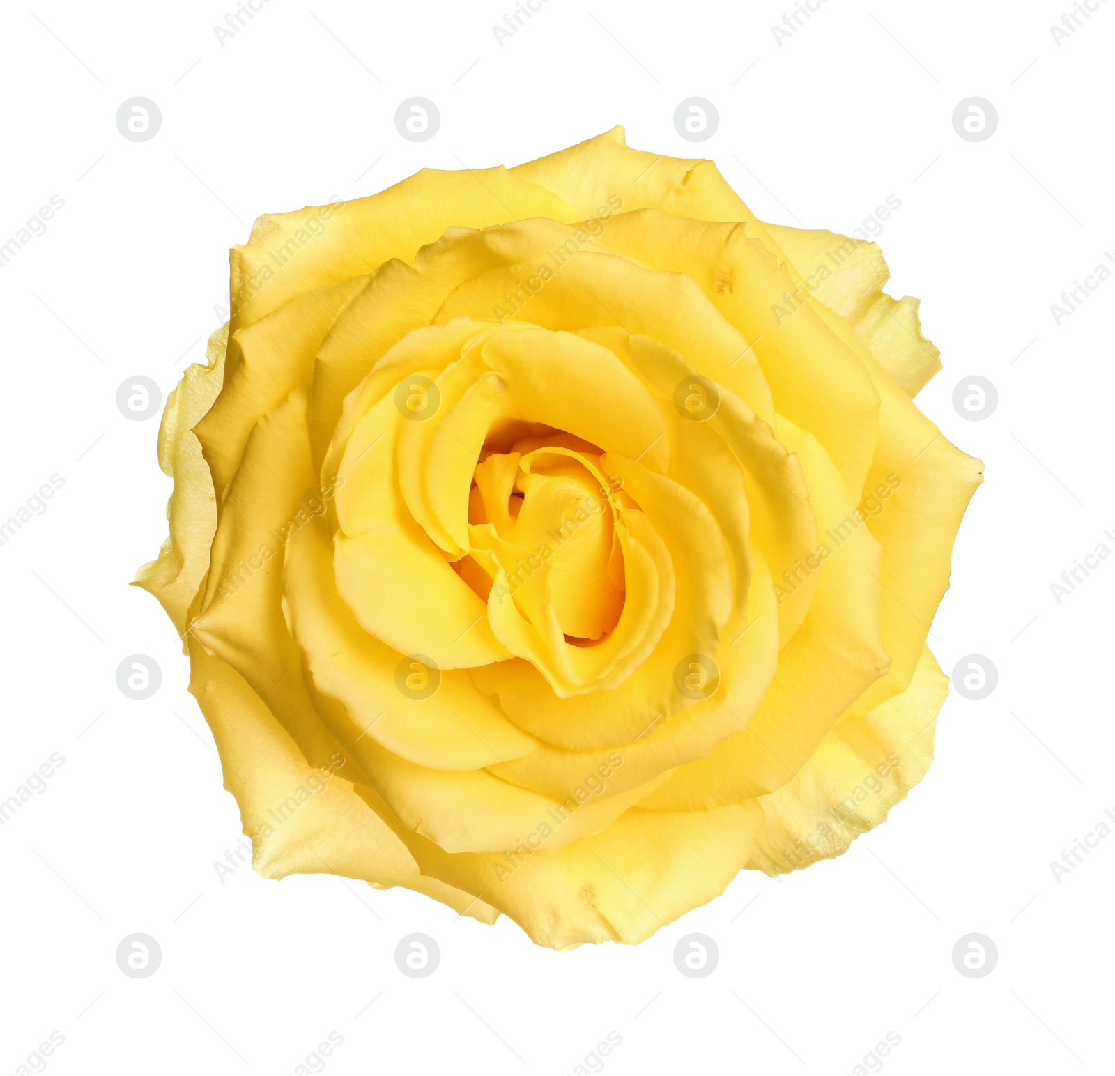 Photo of Beautiful fresh yellow rose isolated on white