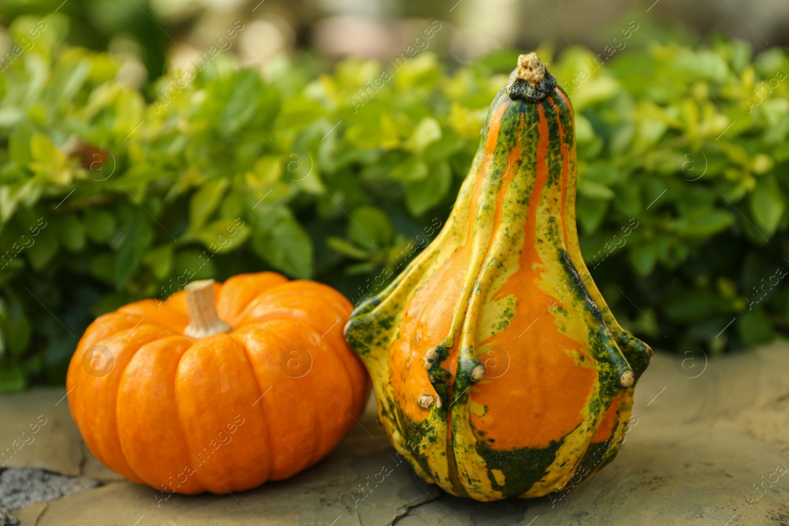 Photo of Whole ripe pumpkins on stone curb outdoors