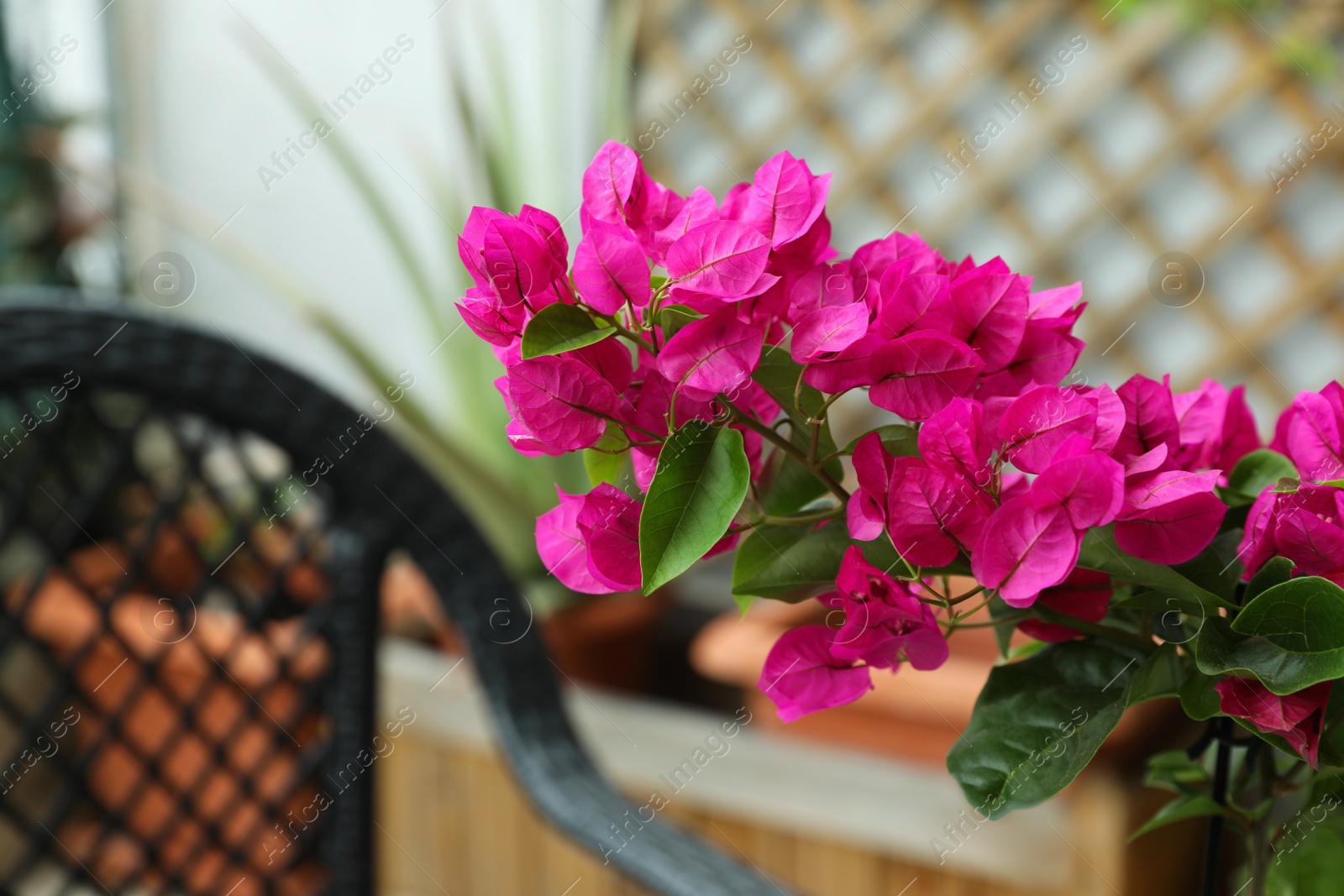 Photo of Beautiful tropical plant with pink flowers outdoors, closeup. Space for text