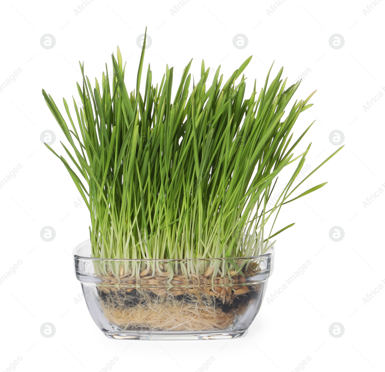 Photo of Potted fresh wheat grass isolated on white
