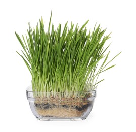 Potted fresh wheat grass isolated on white
