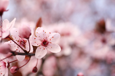 Photo of Closeup view of blossoming tree outdoors on spring day