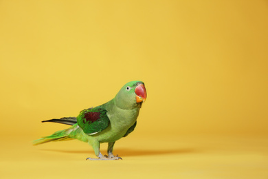 Photo of Beautiful Alexandrine Parakeet on yellow background. Space for text