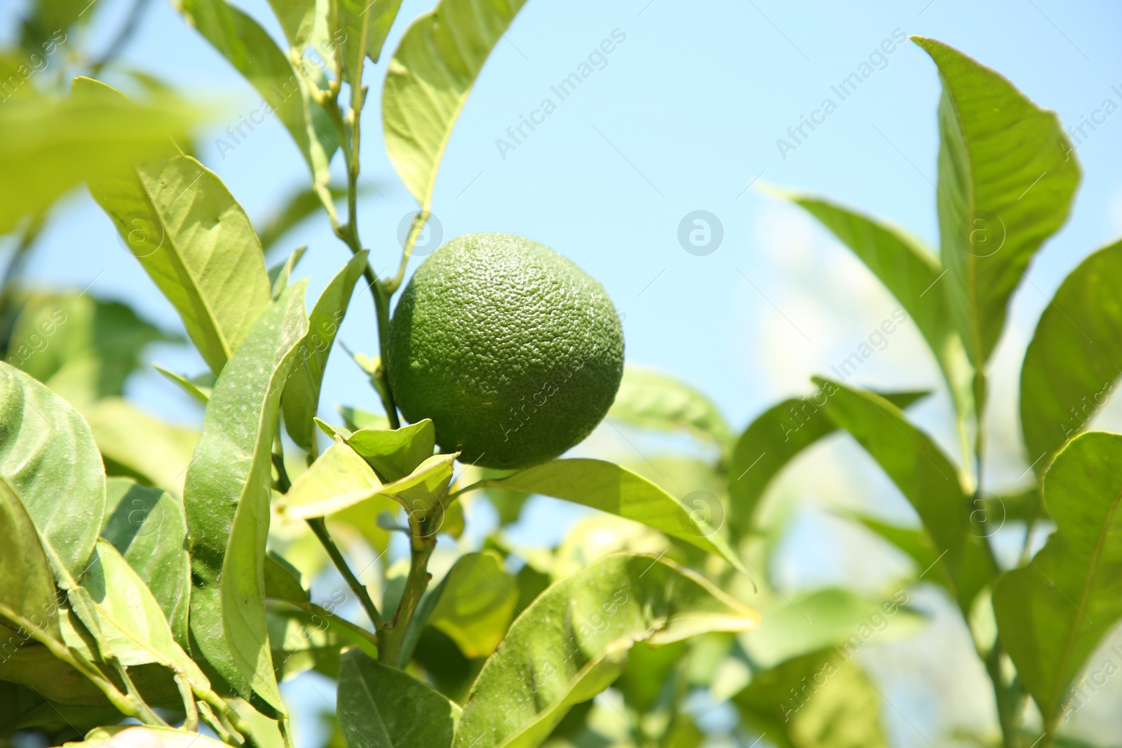 Photo of Unripe green tangerine growing on tree outdoors, space for text. Citrus fruit