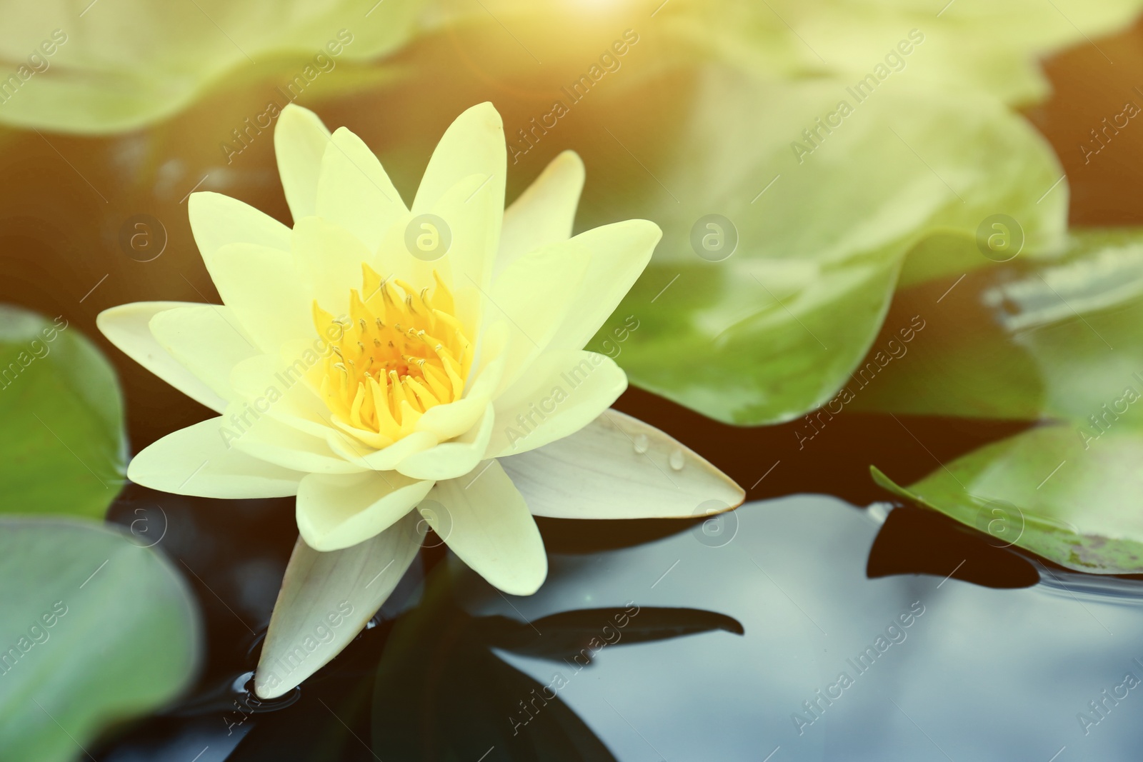 Image of Beautiful lotus and leaves on water, symbolic flower in Buddhism. Indian religion 