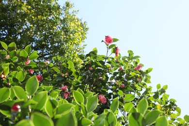 Beautiful green camellia shrub with blooming flowers outdoors