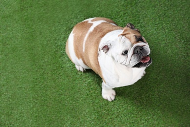 Photo of Adorable funny English bulldog on grass, above view. Space for text