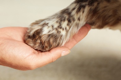 Photo of Woman holding dog's paw on light carpet, closeup view