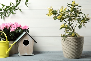 Composition with beautiful mimosa plant in pot near white wooden wall