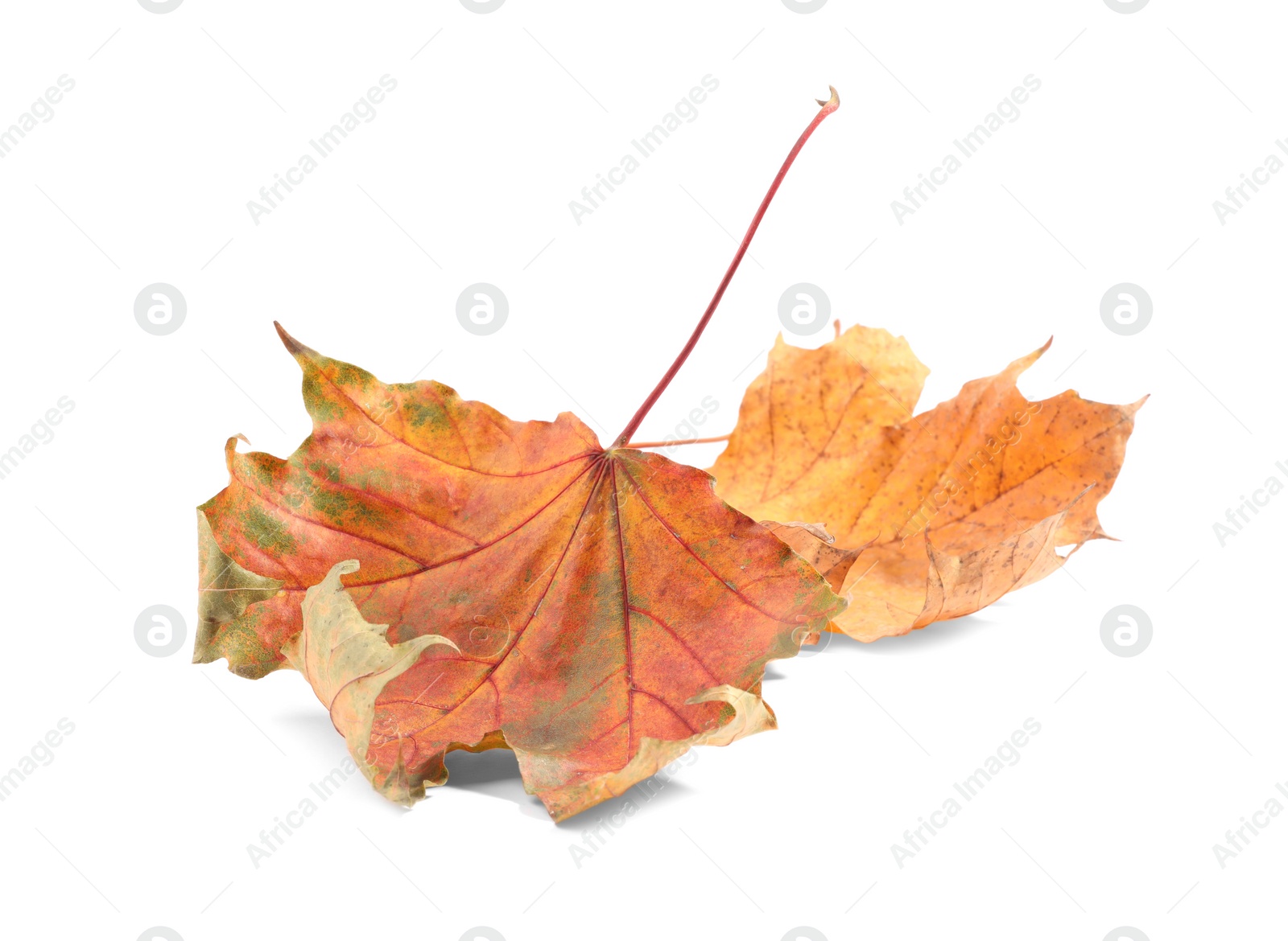 Photo of Autumn season. Dry maple leaves isolated on white