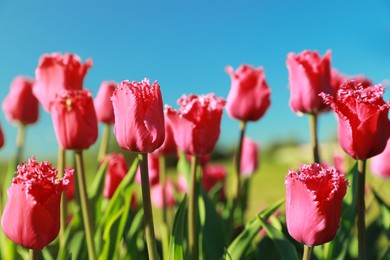 Blossoming tulips in field on sunny day