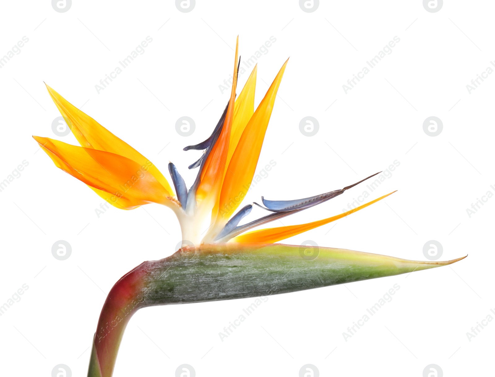 Photo of Bird of Paradise tropical flower isolated on white