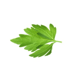 Fresh green organic parsley on white background