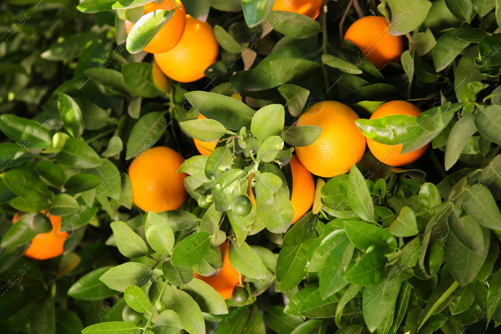 Photo of Fresh ripe oranges growing on tree outdoors