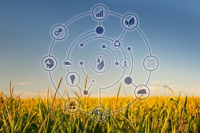Image of Digital eco icons and beautiful view of corn growing in field