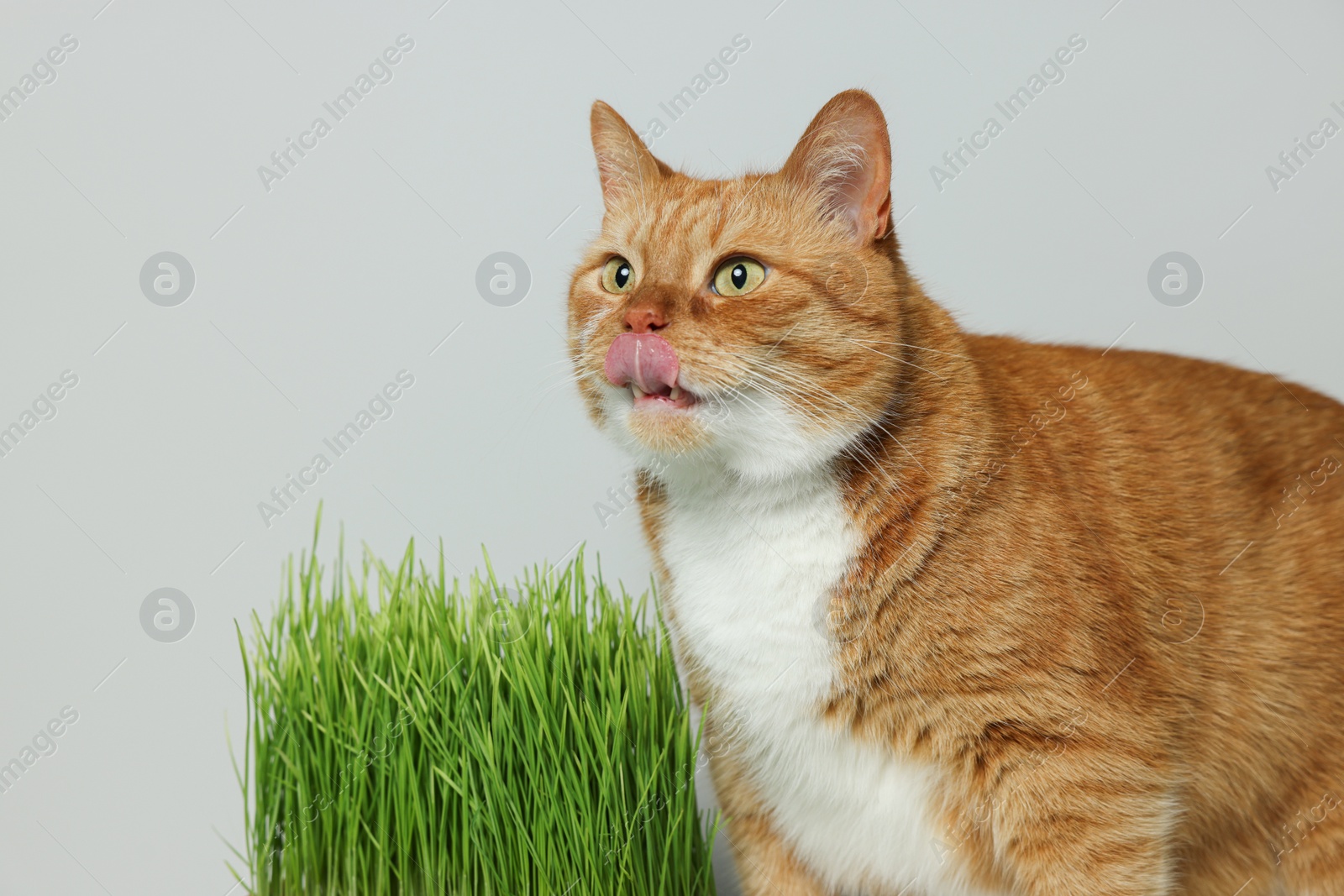 Photo of Cute ginger cat and green grass near light grey wall