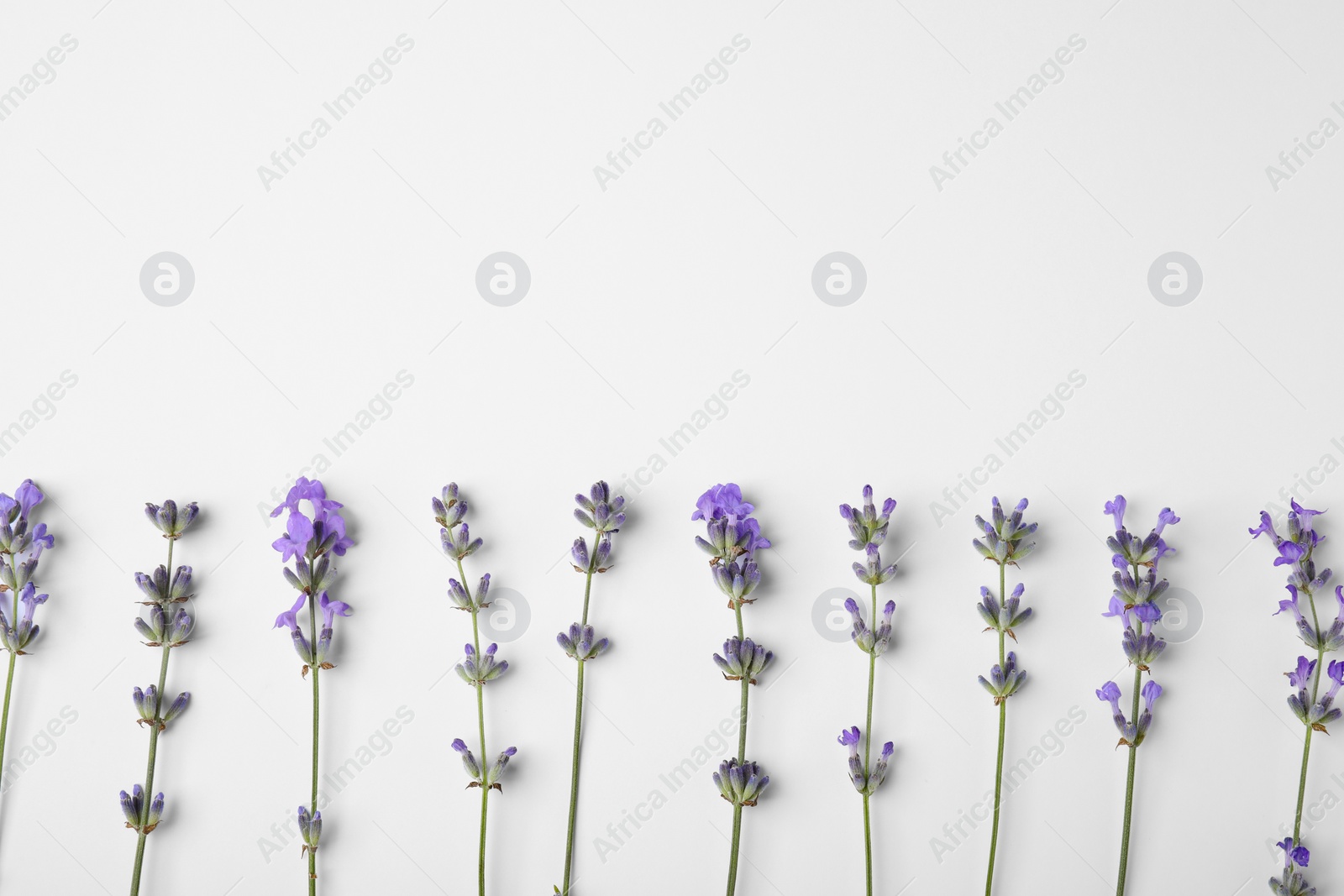 Photo of Beautiful aromatic lavender flowers on white background, flat lay. Space for text