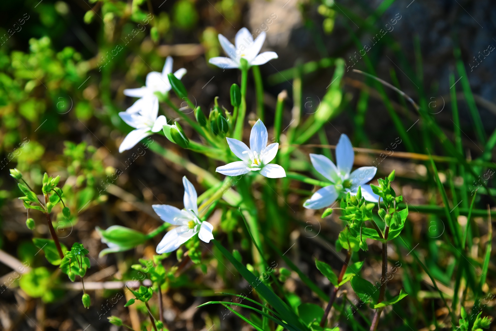 Photo of Beautiful blooming flowers outdoors on sunny day, closeup