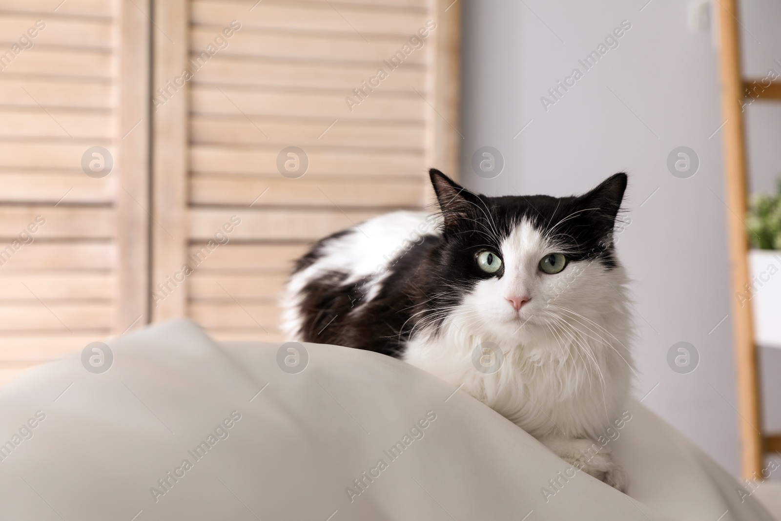 Photo of Cute cat on sofa at home, space for text. Domestic pet