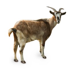 Image of Beautiful goat isolated on white. Farm animal