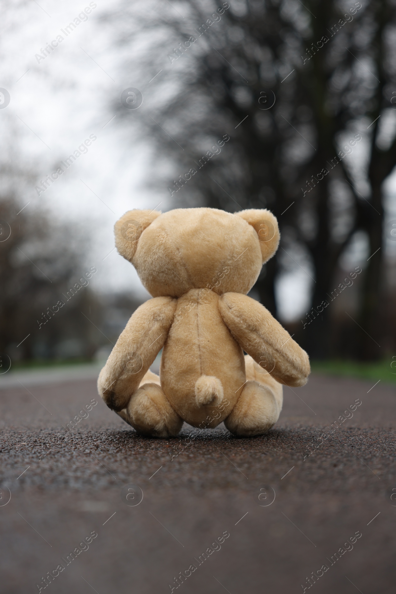 Photo of Lonely teddy bear on asphalt road outdoors, back view