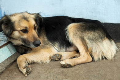 Sad homeless dog lying outdoors. Stray animal