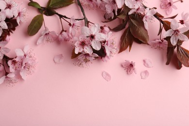 Photo of Spring tree branches with beautiful blossoms on pink background, top view. Space for text