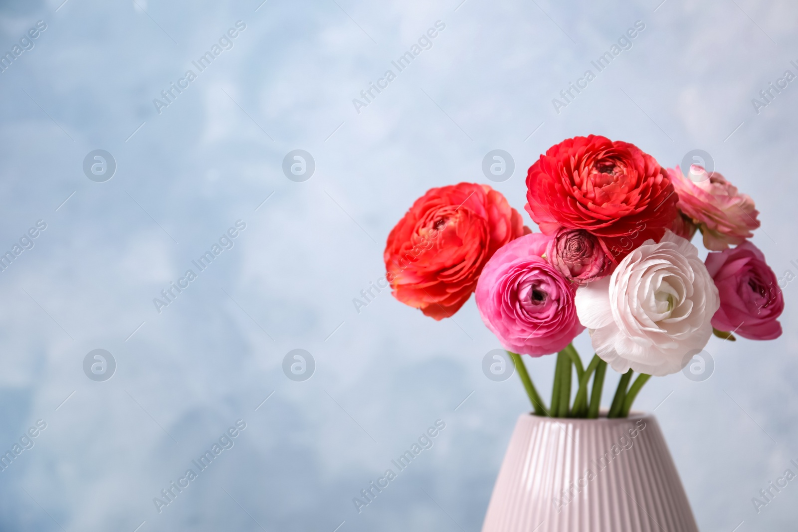 Photo of Beautiful fresh ranunculus flowers in vase on color background, space for text