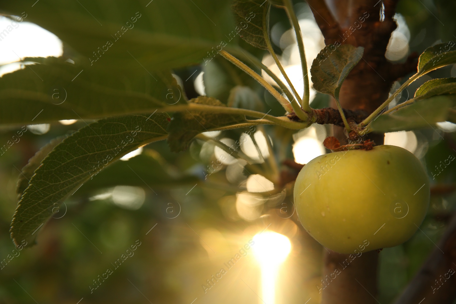 Photo of Ripe apple on tree branch in garden, closeup. Space for text