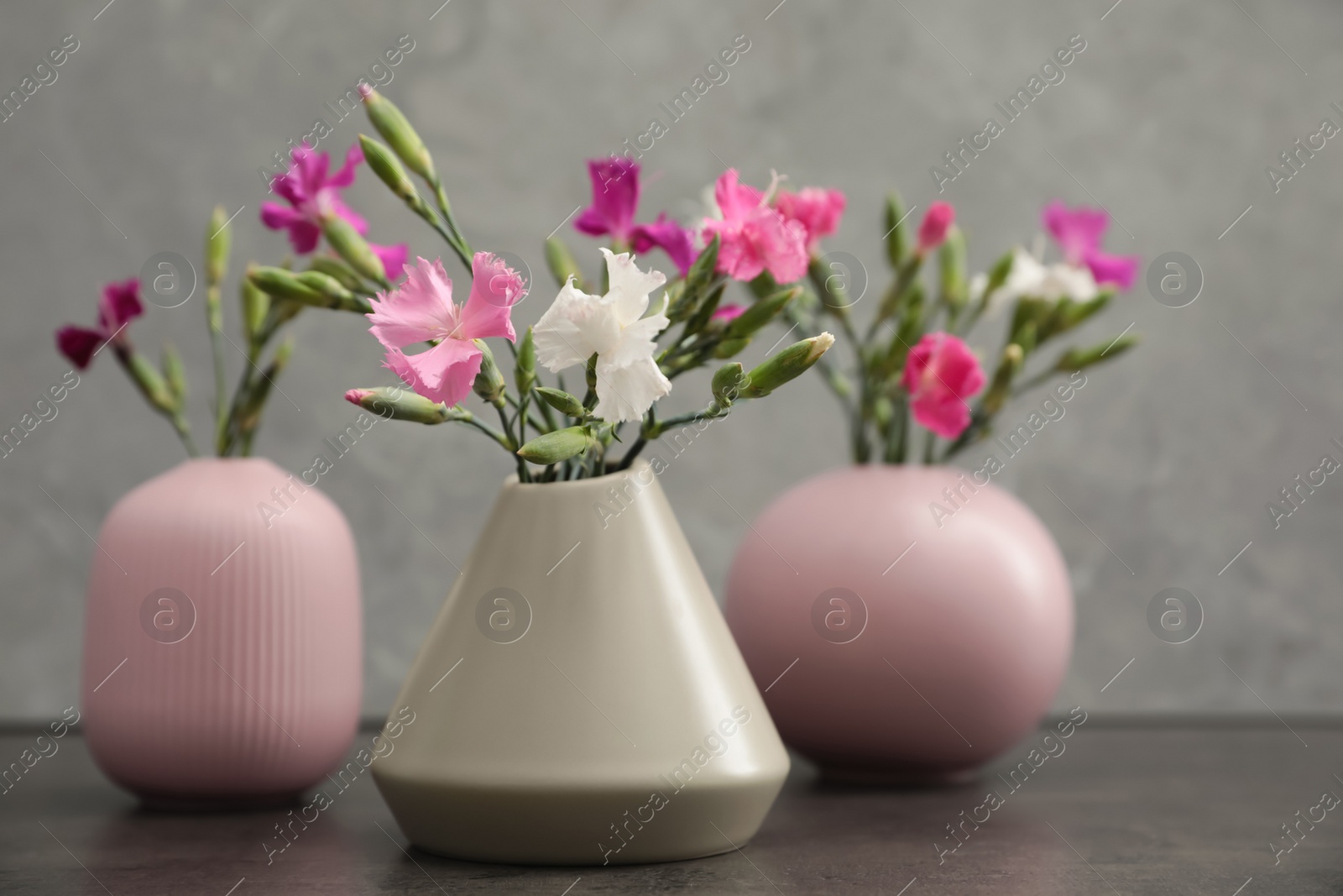 Photo of Different vases with beautiful carnations on grey background