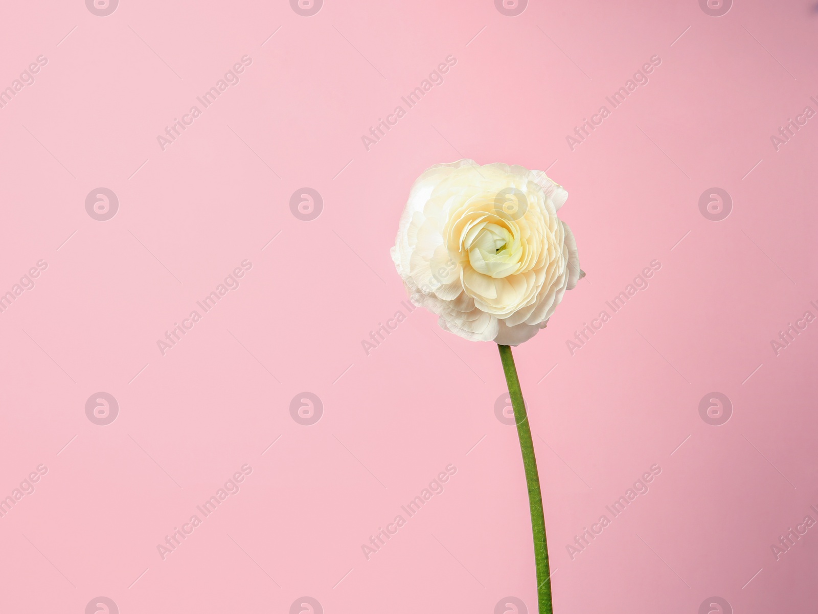 Photo of Beautiful ranunculus flower on color background