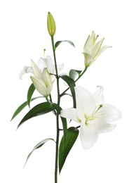 Photo of Beautiful fresh lily plant isolated on white