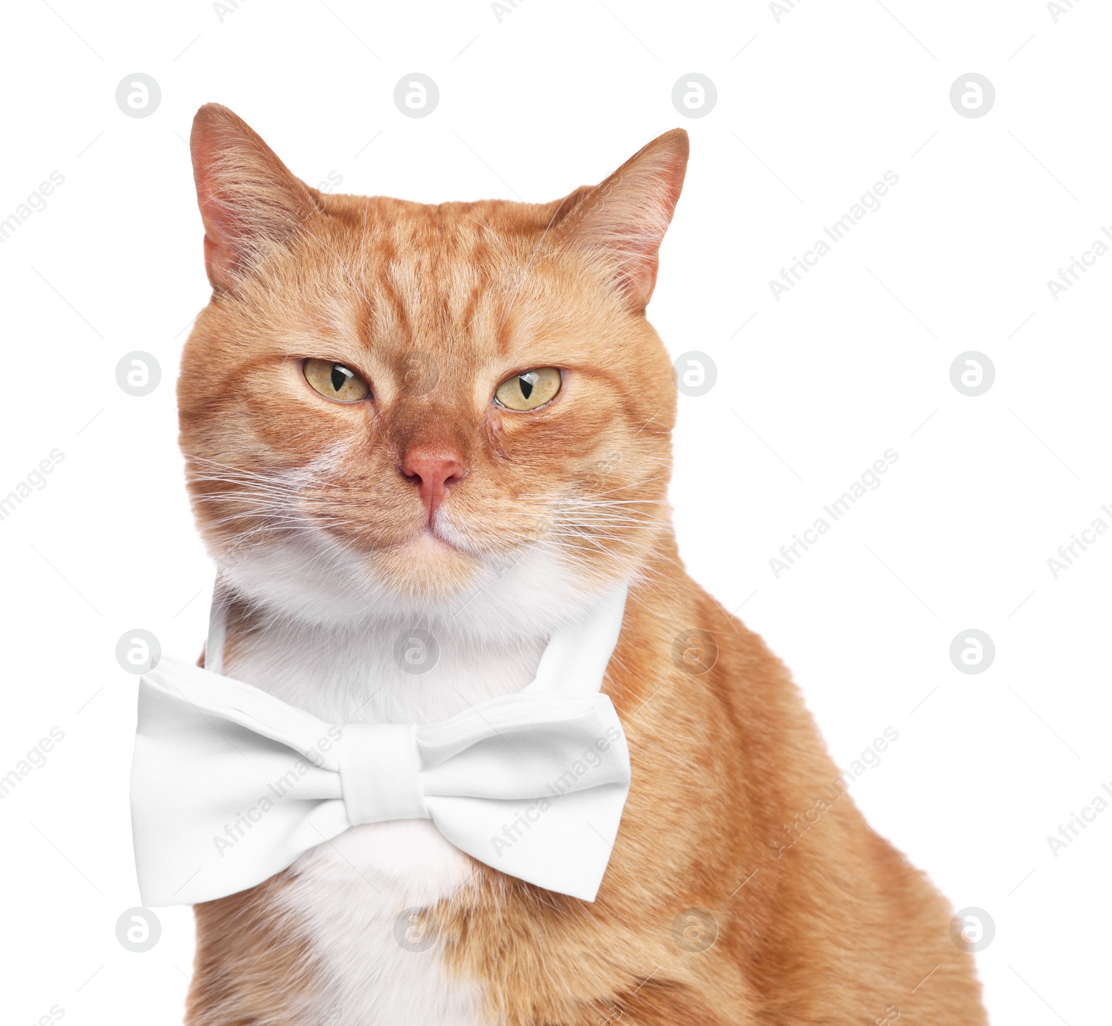 Photo of Cute cat with bow tie isolated on white