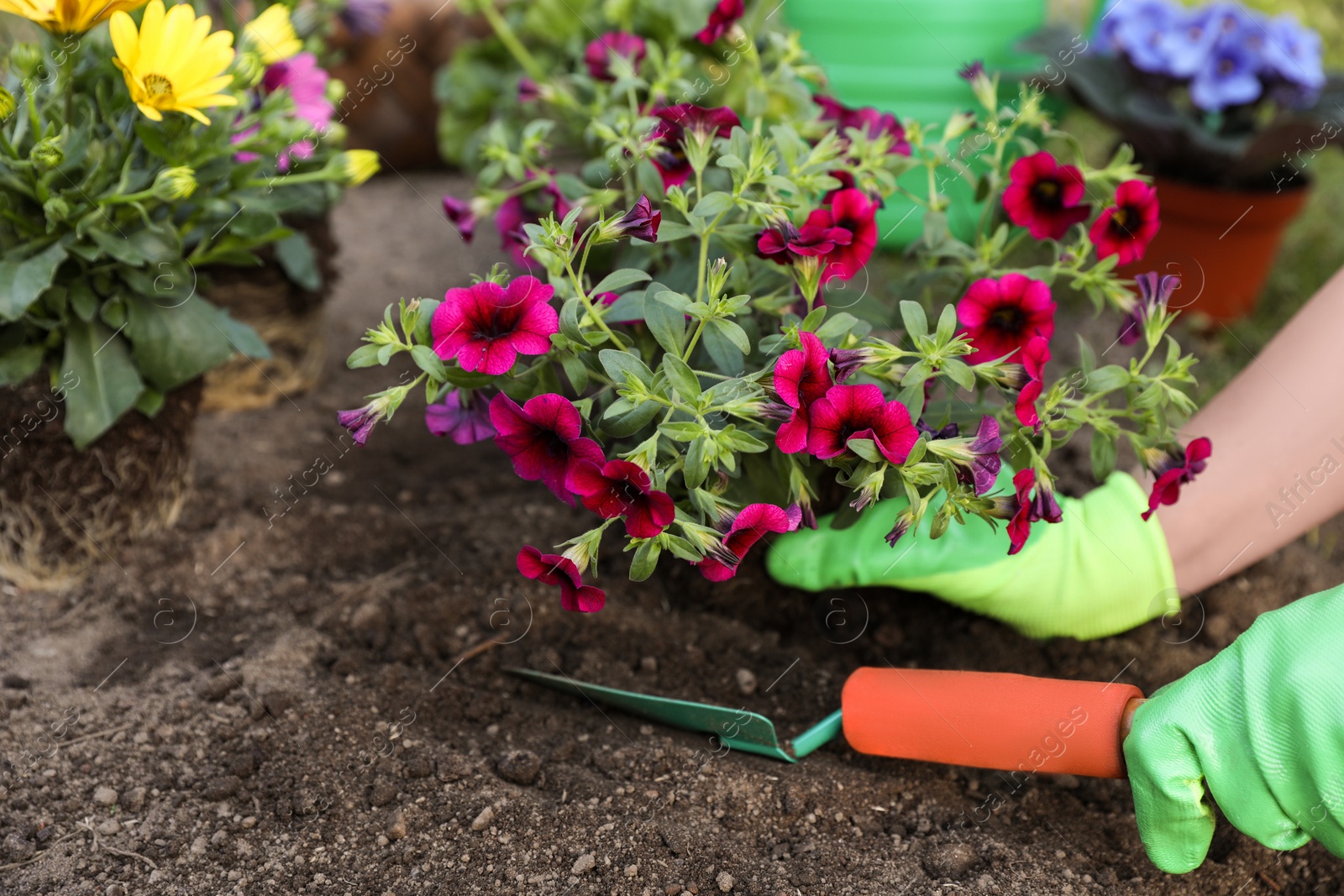 Photo of Woman in gardening gloves planting beautiful blooming flowers outdoors, closeup