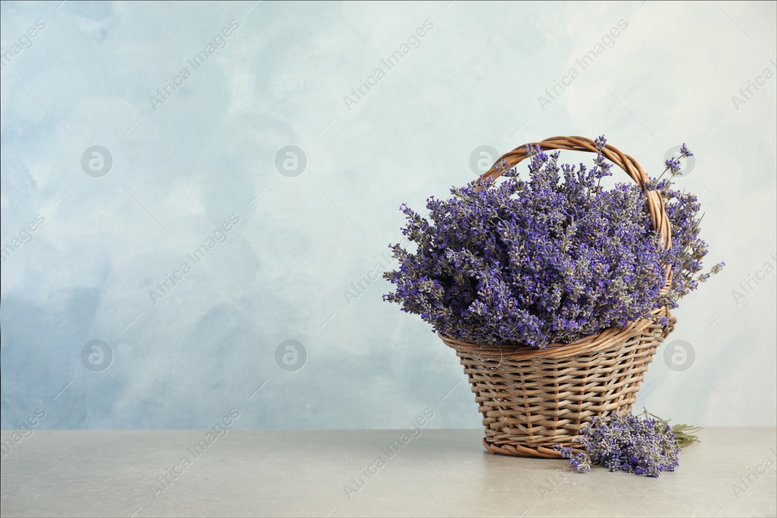 Photo of Fresh lavender flowers in basket on stone table against blue background, space for text