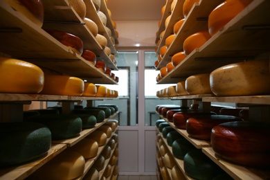 Photo of Fresh cheese heads on racks in factory warehouse