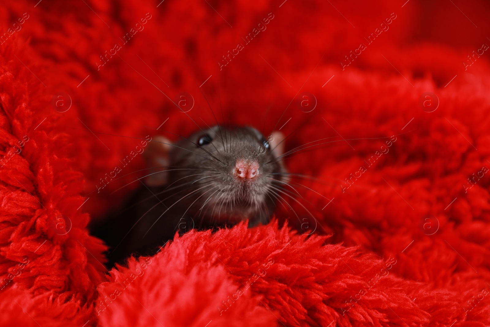 Photo of Cute little rat wrapped in red fluffy blanket