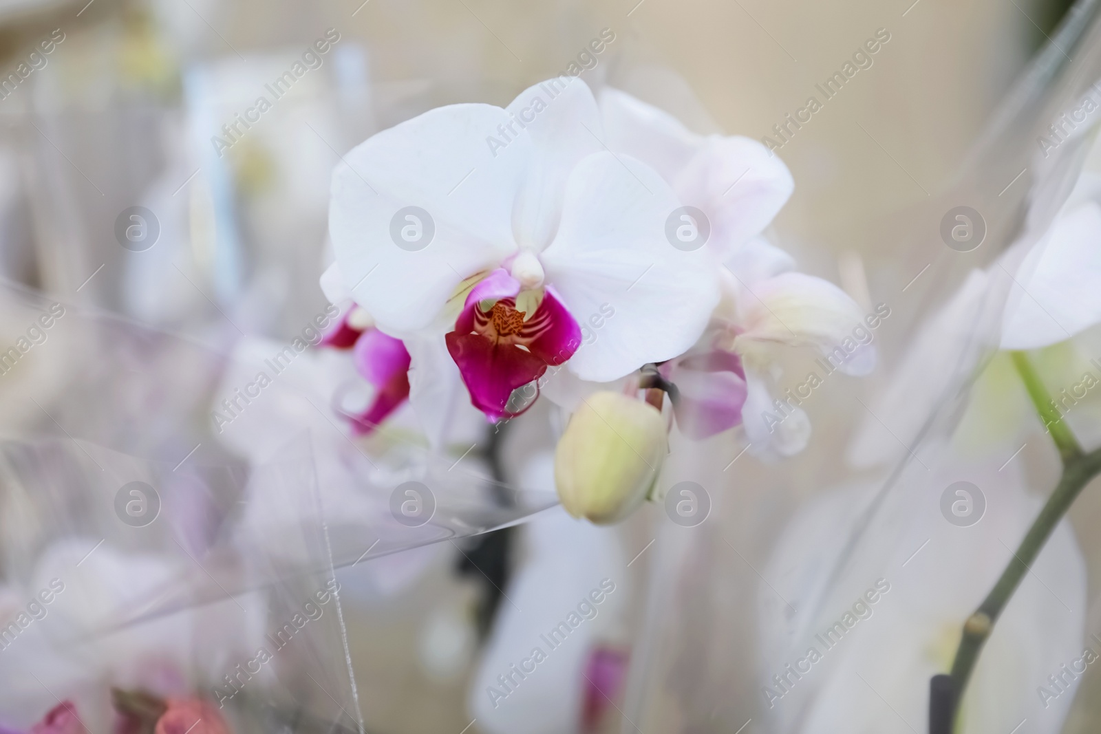 Photo of Beautiful blooming tropical orchid on blurred background, closeup